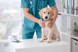 cutepuppy-in-veterinary-hospital-2022-12-13-02-37-17-utc